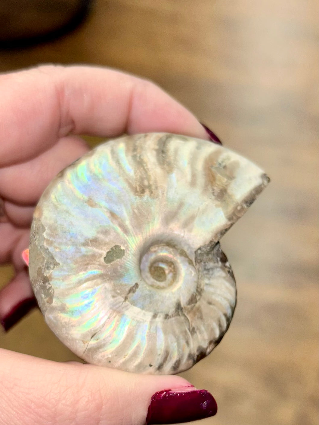 Opalized ammonite, fossil ￼
